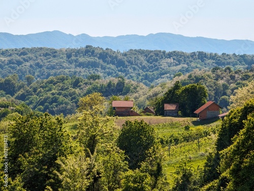 Wallpaper Mural Beautiful green landscape, vineyards and houses at Klenice, Croatia, Hrvatsko zagorje, agricultural countryside Torontodigital.ca