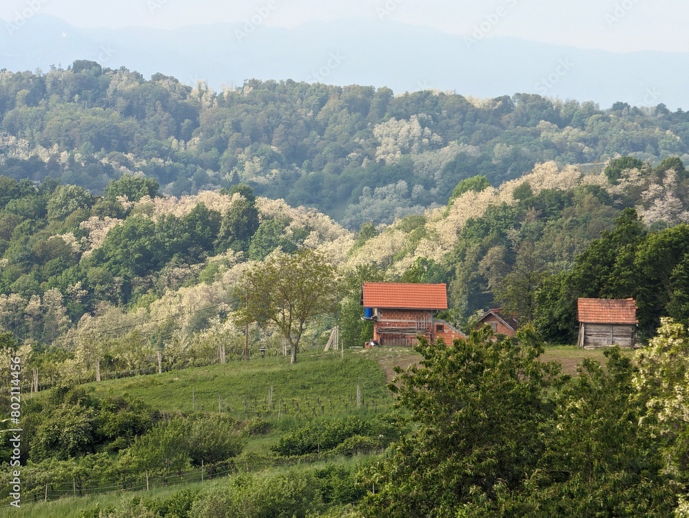 Obraz premium Beautiful green landscape, vineyards and houses at Klenice, Croatia, Hrvatsko zagorje, agricultural countryside
