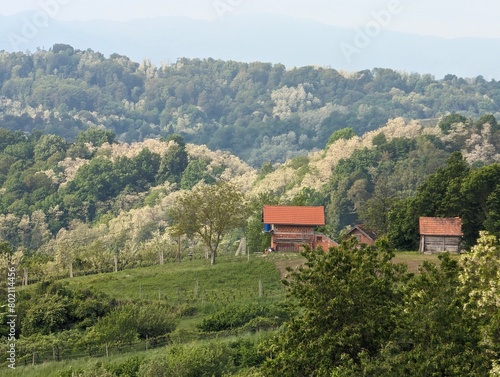 Beautiful green landscape, vineyards and houses at Klenice, Croatia, Hrvatsko zagorje, agricultural countryside