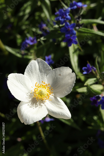 White flower of Anemonoides sylvestris, known as snowdrop anemone or snowdrop windflower