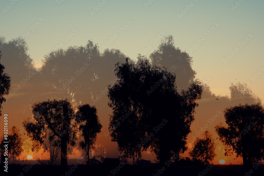 Doble exposición de atardecer y silueta de árboles Doble exposición de atardecer y silueta de árboles