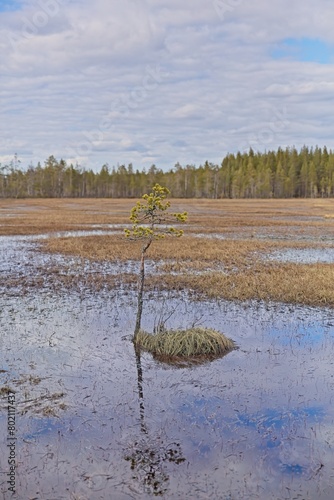 Viiankiaapa Mire Reserve in cloudy spring weather, Sodankylä, Lapland, Finland. Swampy land and wetland, marsh, bog. photo