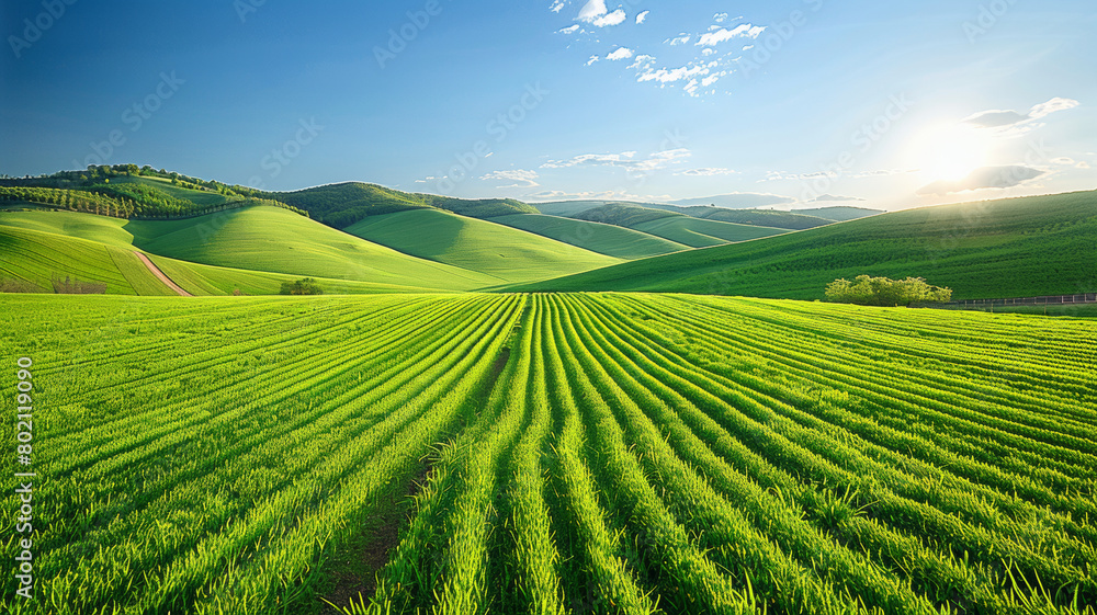 A large field of green grass with a bright sun shining on it