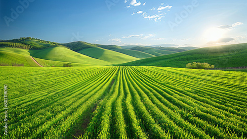 A large field of green grass with a bright sun shining on it