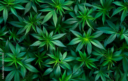 Top view photo of marijuana cannabis leafs plant background.