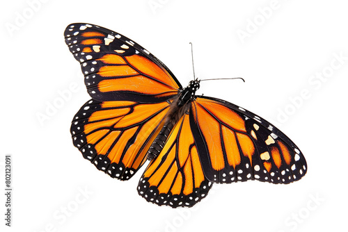 Butterfly Insect On Transparent Background. © Pngify