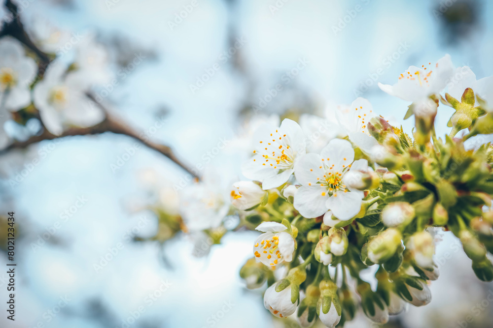 Spring blossom background. Beautiful nature scene with blooming tree on sunny day. Spring flowers Spring blossom background. Beautiful nature scene with blooming tree on sunny day. Spring flowers