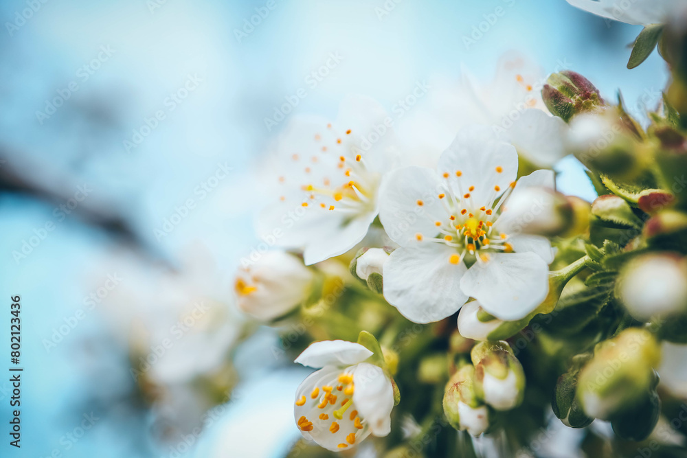 Spring blossom background. Beautiful nature scene with blooming tree on sunny day. Spring flowers Spring blossom background. Beautiful nature scene with blooming tree on sunny day. Spring flowers