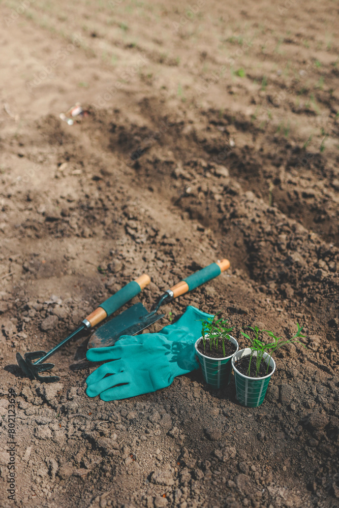 Pepper seedlings and tools for working in the garden Pepper seedlings and tools for working in the garden