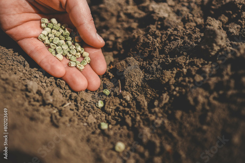 Obraz na plátně A person is holding a handful of terrestrial plant seeds in their hand
