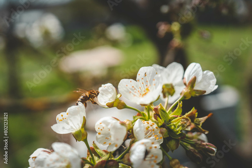 Spring blossom background. Beautiful nature scene with blooming tree on sunny day. Spring flowers