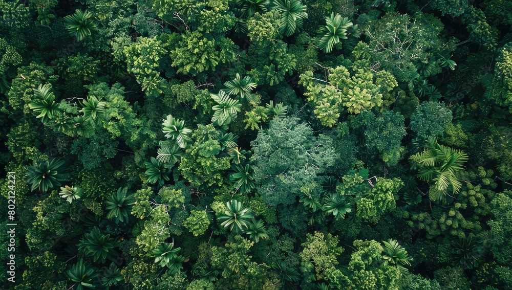 Abundant evergreen trees create a lush forest canopy