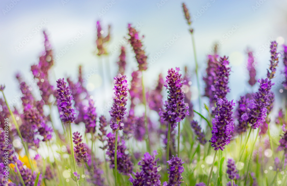 Obraz premium Lavender flowers in garden, nature background