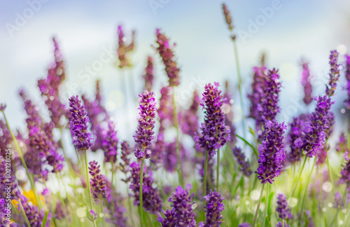 Lavender flowers in garden, nature background