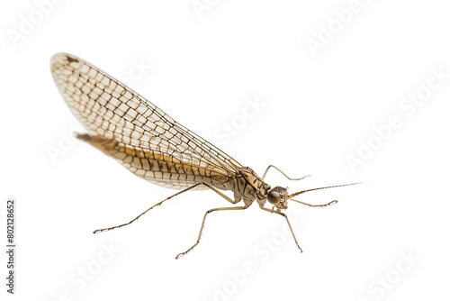 Mayfly Insect On Transparent Background.
