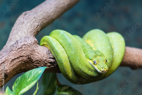 green tree python snake, Morelia viridis, reptile family pet