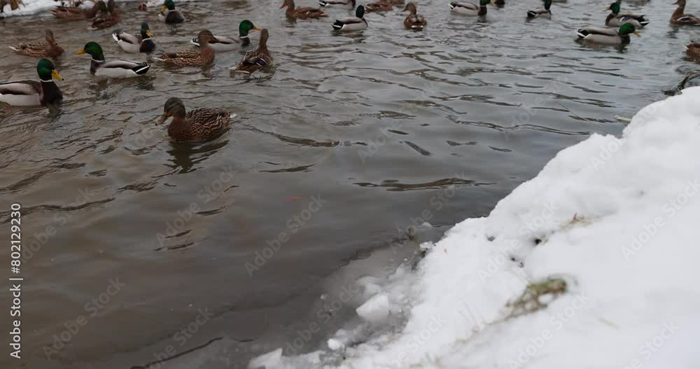 wild ducks during wintering in Europe, duck lake in the winter season in the city park wild ducks during wintering in Europe, duck lake in the winter season in the city park