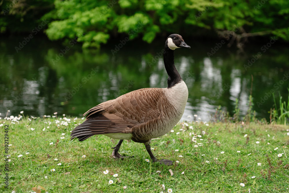 Canada goose in a park by a lake in spring Canada goose in a park by a lake in spring