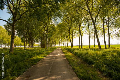 bicycle road in the summer park