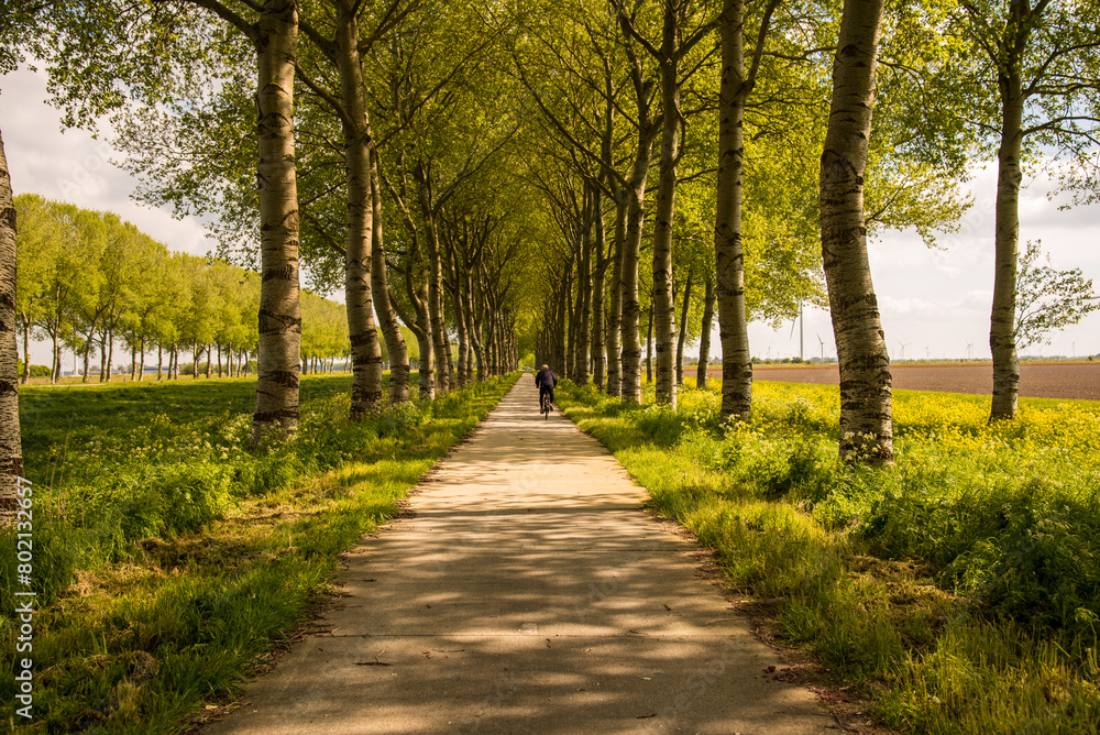 bicycle road in the summer park