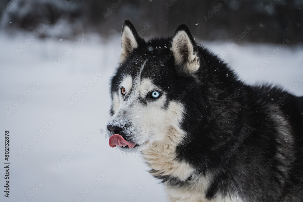 Siberian Husky dog twith multi-colored eyes shows tongue in winter, close-up photo of the muzzle.