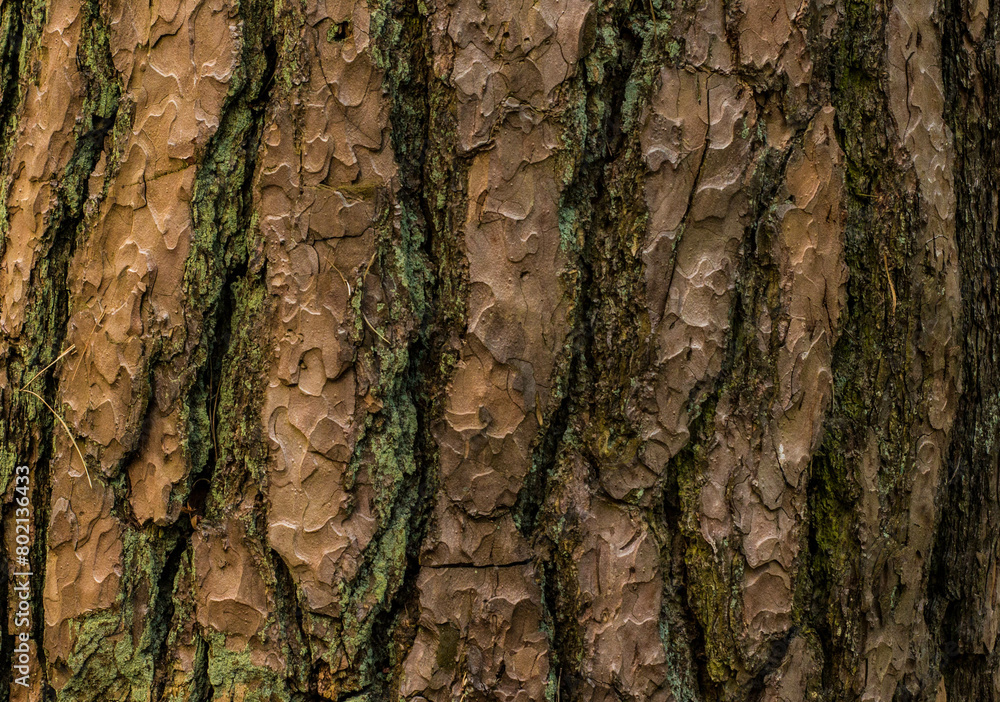 tree bark photographed in close-up tree bark photographed in close-up
