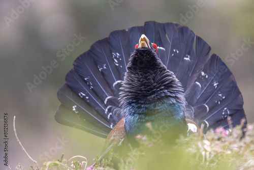 The male western capercaillie (Tetrao urogallus), in a forest in the Veneto region of Italy