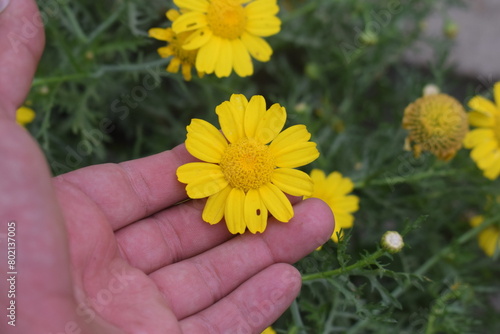 photo of the glebionis segetum flower is a flowering plant belonging to the asteraceae family.glebionis segetum plant, glebionis segetum flower on hand,  پیلا پھول ہاتھو میں photo