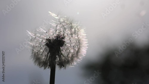 Wallpaper Mural Dandelion seeds in the morning sunlight blowing away in the wind across a clear blue sky. Torontodigital.ca