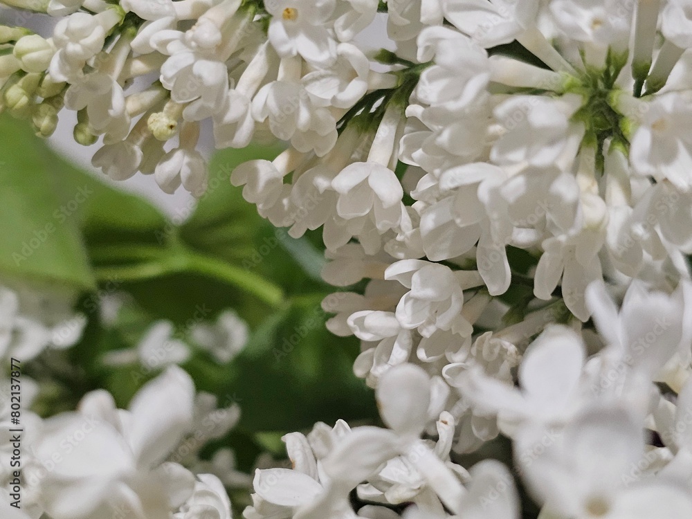 floral background, lilac flowers floral background, lilac flowers