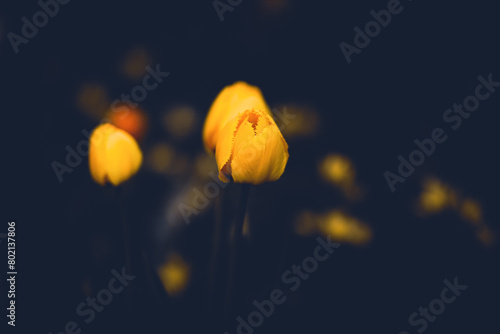 Beautiful yellow tulip flowers bloom in a flower bed during the twilight of a summer evening. The beauty of nature is evident in this scene.