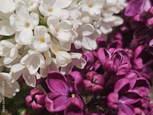 close up of flowers,lilac flowers, purple and white flowers