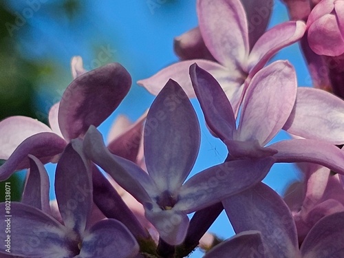 lilac, lilac flowers,floral background