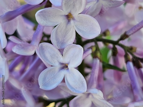 lilac flowers, purple flowers, floral background