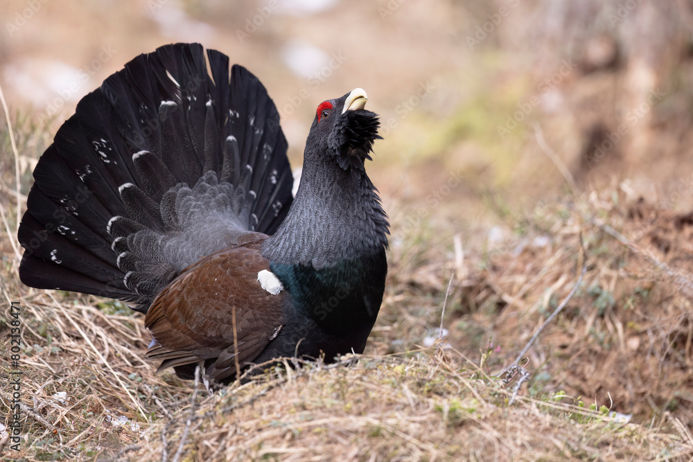 The male western capercaillie (Tetrao urogallus), in a forest in the Veneto region of Italy The male western capercaillie (Tetrao urogallus), in a forest in the Veneto region of Italy