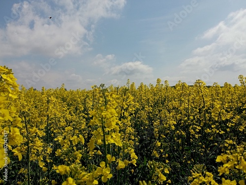 A blooming rapeseed field under a calm blue sky with small gentle clouds. The theme of agriculture and beautiful landscapes in endless fields.