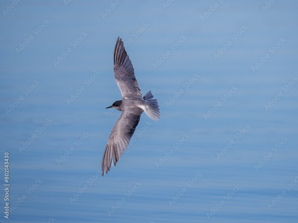 Black tern soaring gracefully over calm blue Danube waters at dawn Black tern soaring gracefully over calm blue Danube waters at dawn