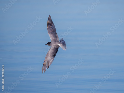 Black tern soaring gracefully over calm blue Danube waters at dawn