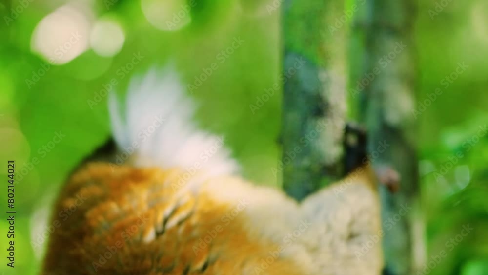 Close up of a white-headed lemur (Eulemur albifrons), licking a tree trunk, madagascar rainforest. Close up of a white-headed lemur (Eulemur albifrons), licking a tree trunk, madagascar rainforest.
