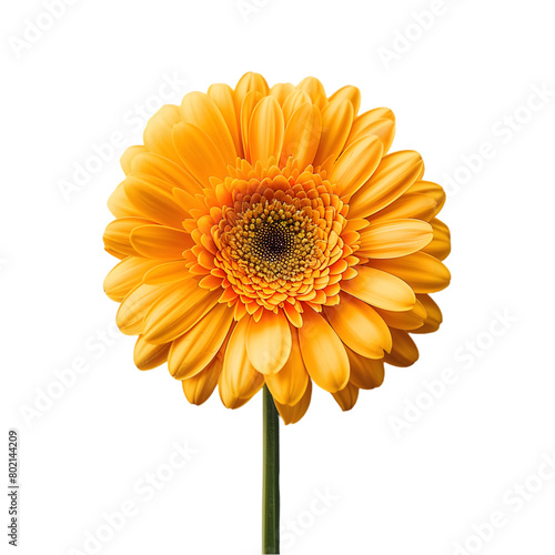 Gerbera Daisy flower isolated on a transparent background