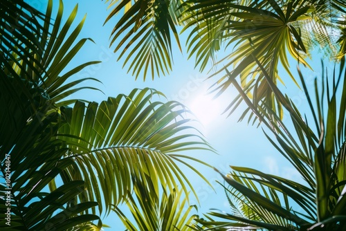 Bright sun shines through green palm leaves against a blue sky
