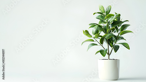  Beautiful dracaena plant near white wall  space for text. House decor Green house plant hamedorea in a pot. Trend home plants  Scandinavian style in the interior Potted plants for home and garden