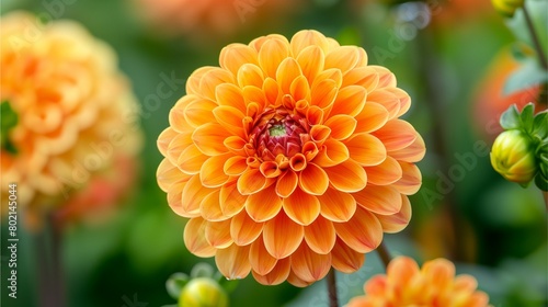 orange chrysanthemum flower