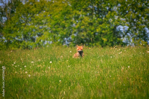 wild fox rusty in nature