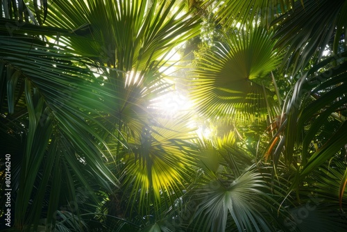 Sun shining through dense palm tree leaves  casting golden light on the tropical setting