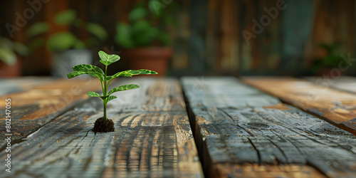  Young green seedling growing in the wooden table outdoors sunny day on garden plants pot in the background for New life concept and possibility of change anywhere  
 photo