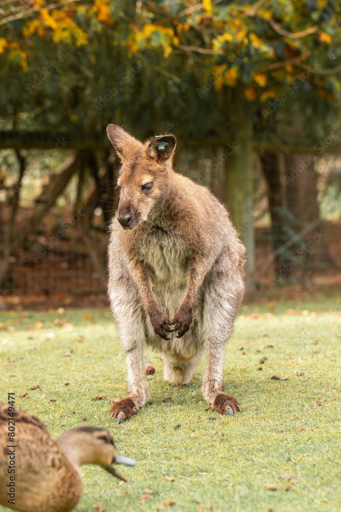 A curious wallaby with soft brown fur, standing in a lush New Zealand meadow