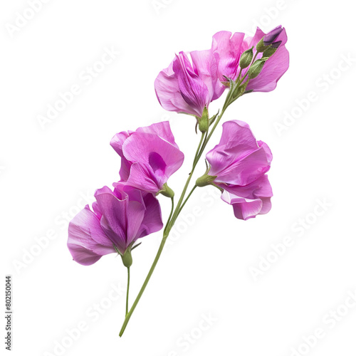 Sweet Pea Flower isolated on a transparent background