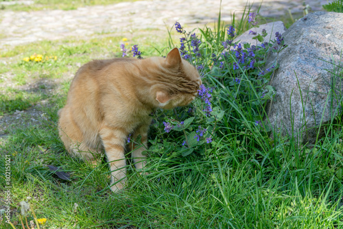 Red tom eats flowering catnip