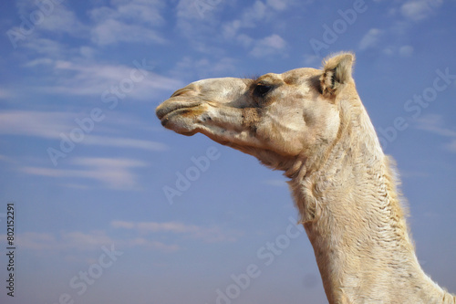 Adult arabian camel